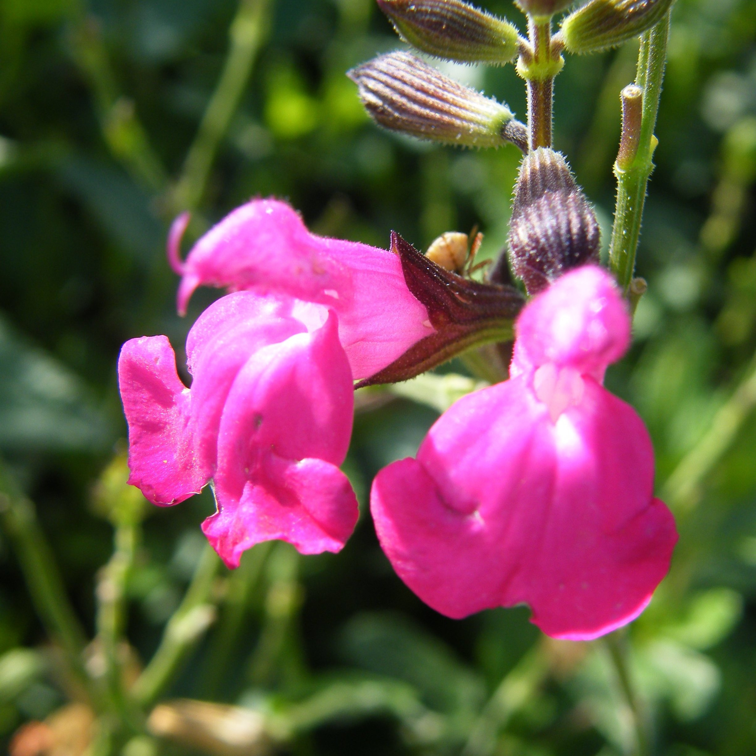 Sauge Cerro potosi Vivaces Pepiniere de l Airial