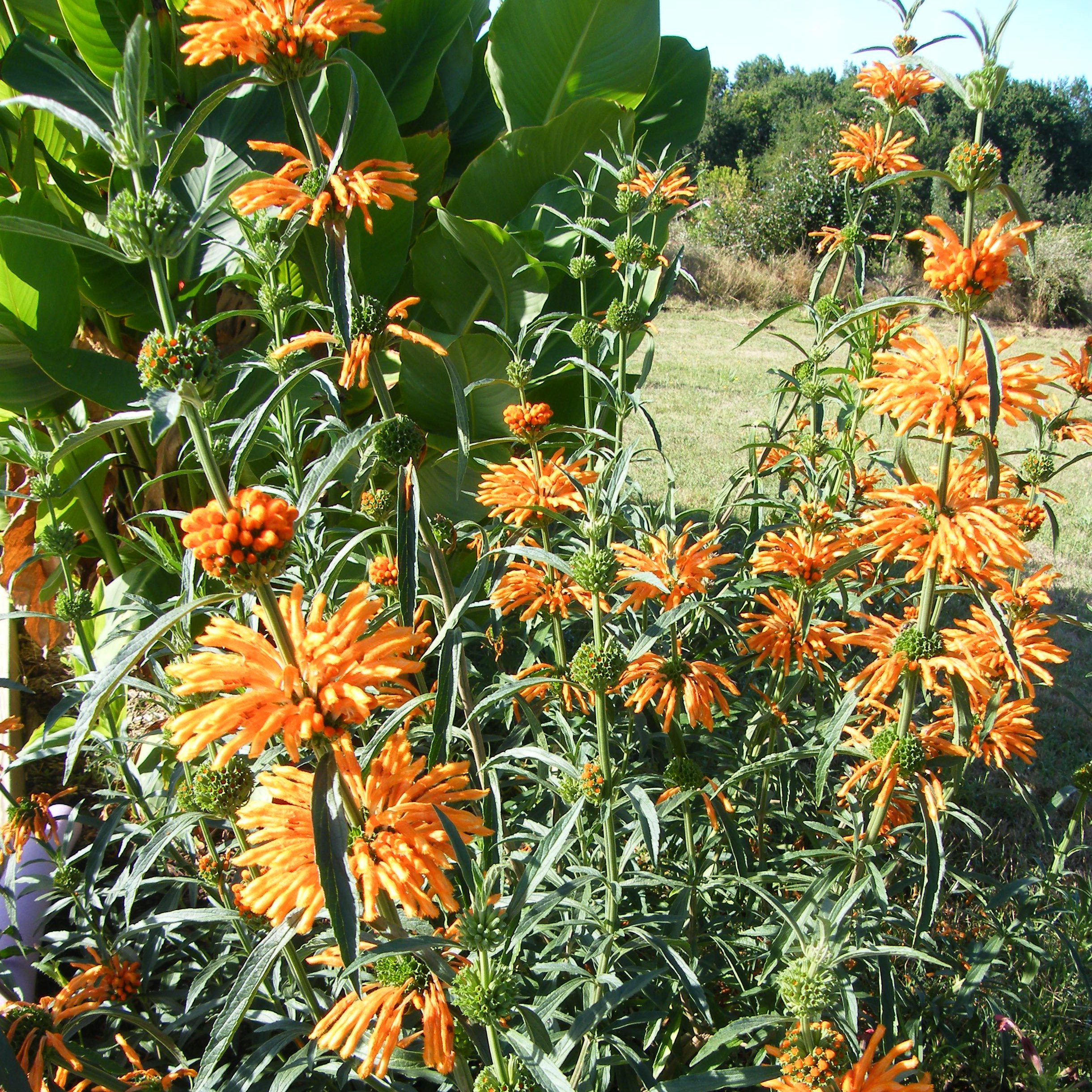Leonotis leonorus Vivaces Pepiniere de l Airial