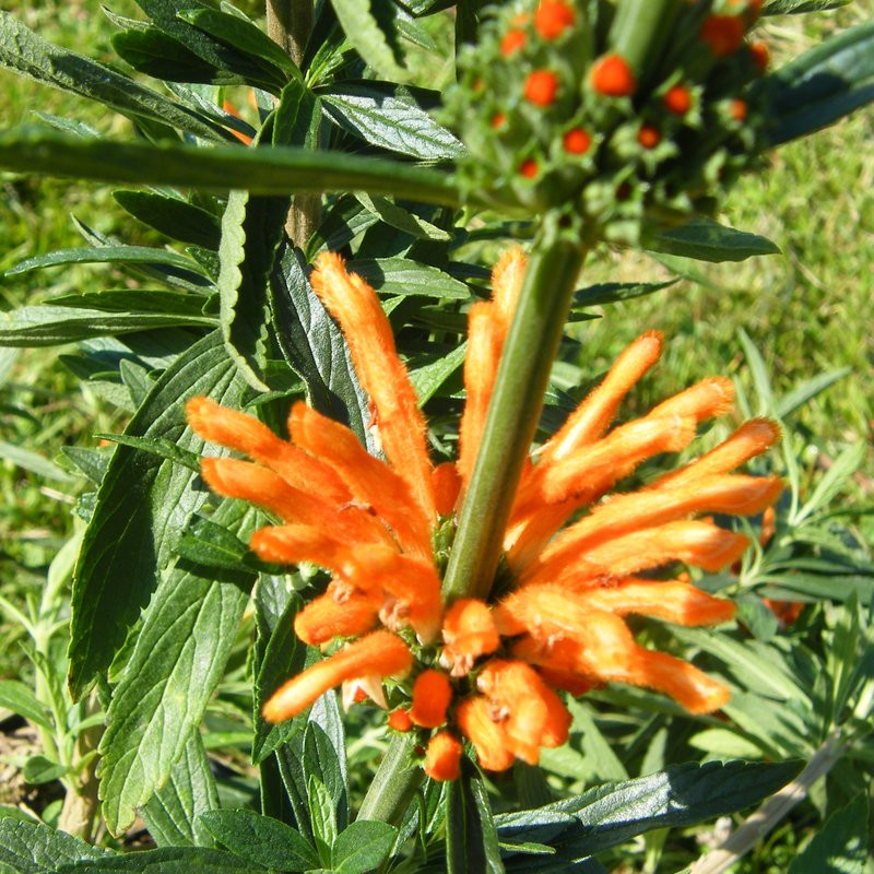 Leonotis leonorus Vivaces Pepiniere de l Airial
