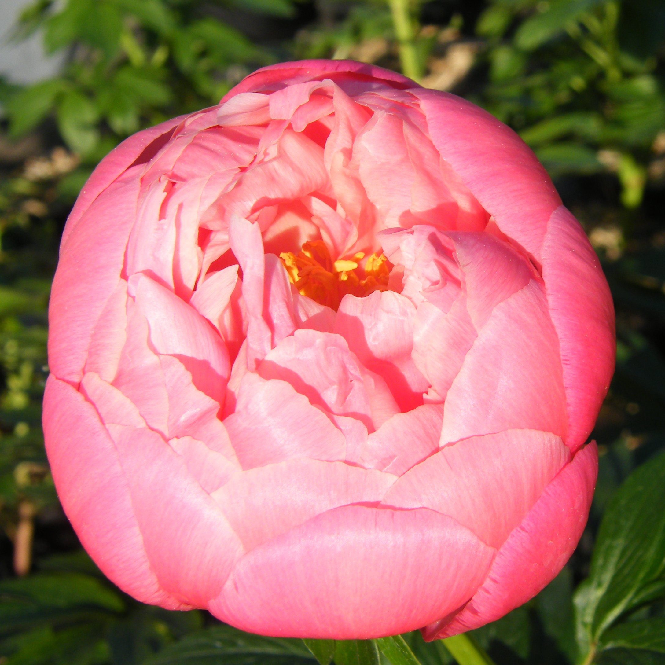 Pivoine Coral Charm – Fleur corail spectaculaire