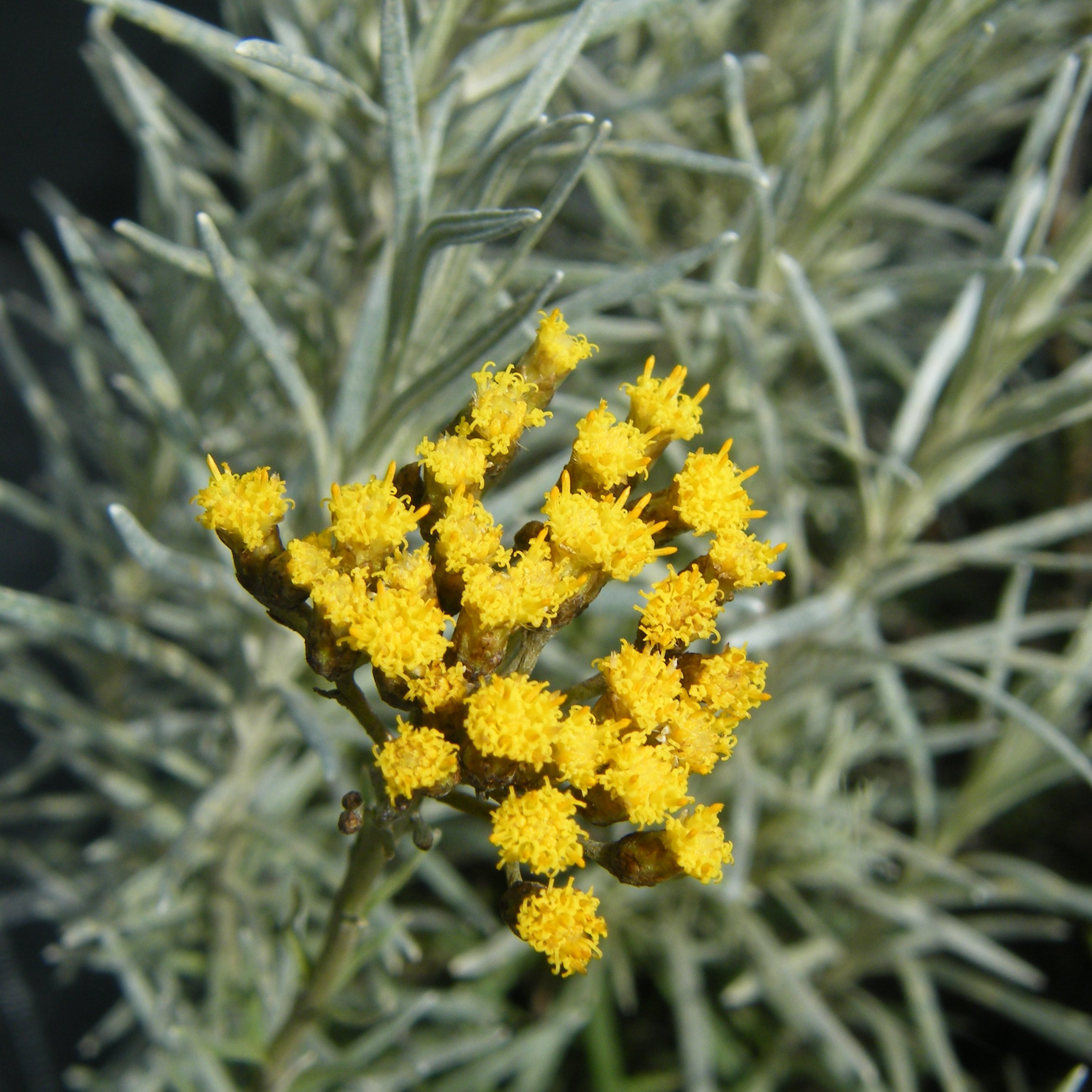Helichrysum Vivaces Pepiniere de l Airial