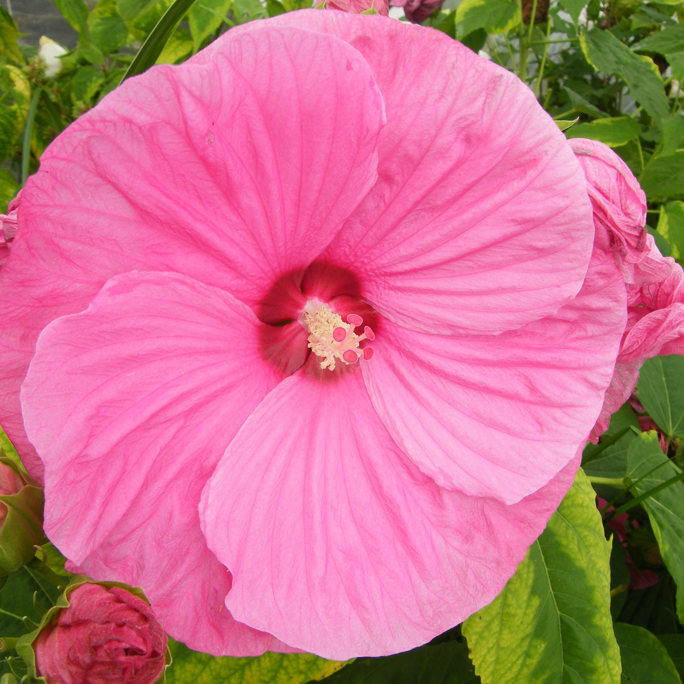 Hibiscus Moscheutos pink candy Vivaces Pepiniere de l Airial