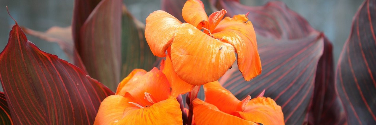 Canna Black knight Vivaces Pepiniere de l Airial