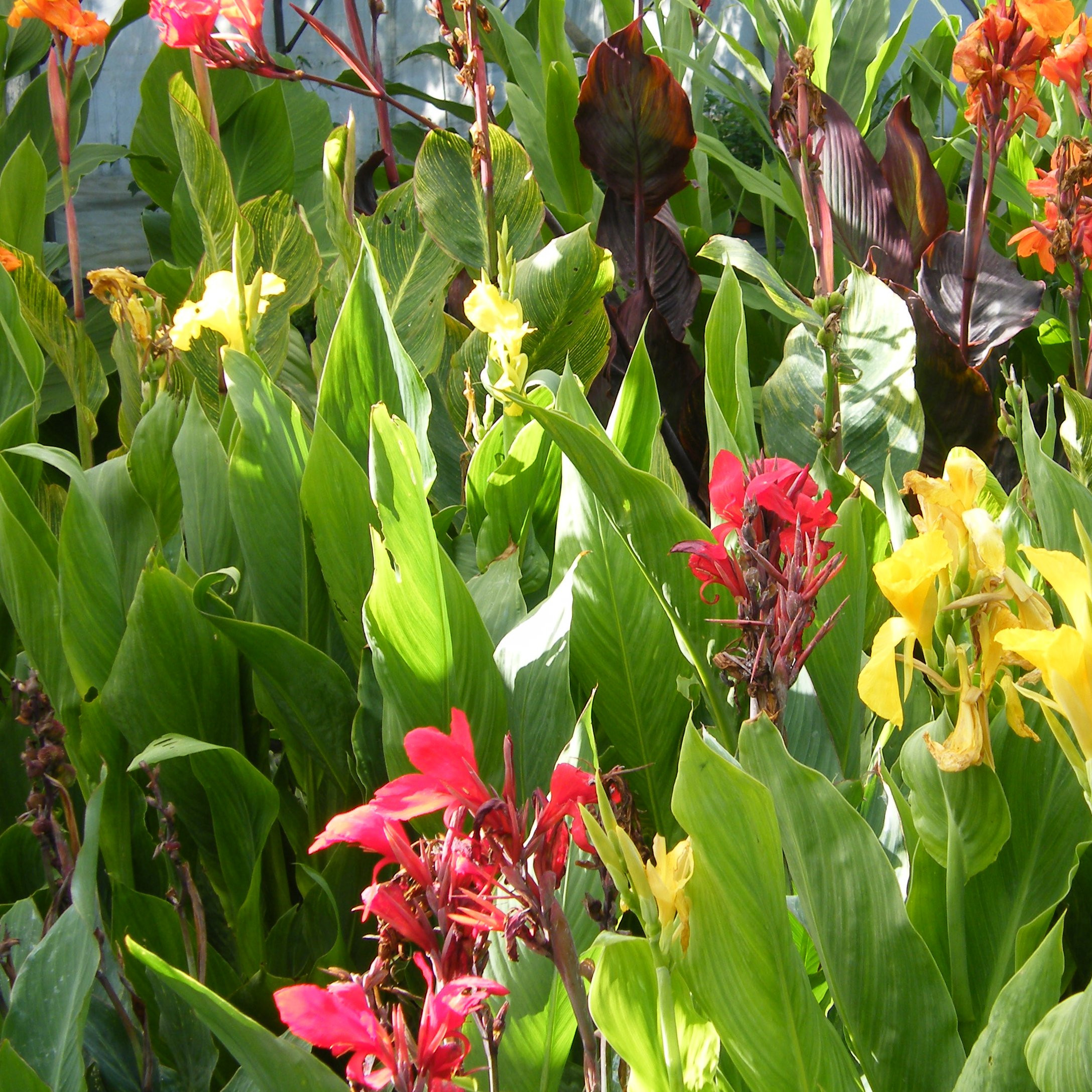 Canna Black knight Vivaces Pepiniere de l Airial