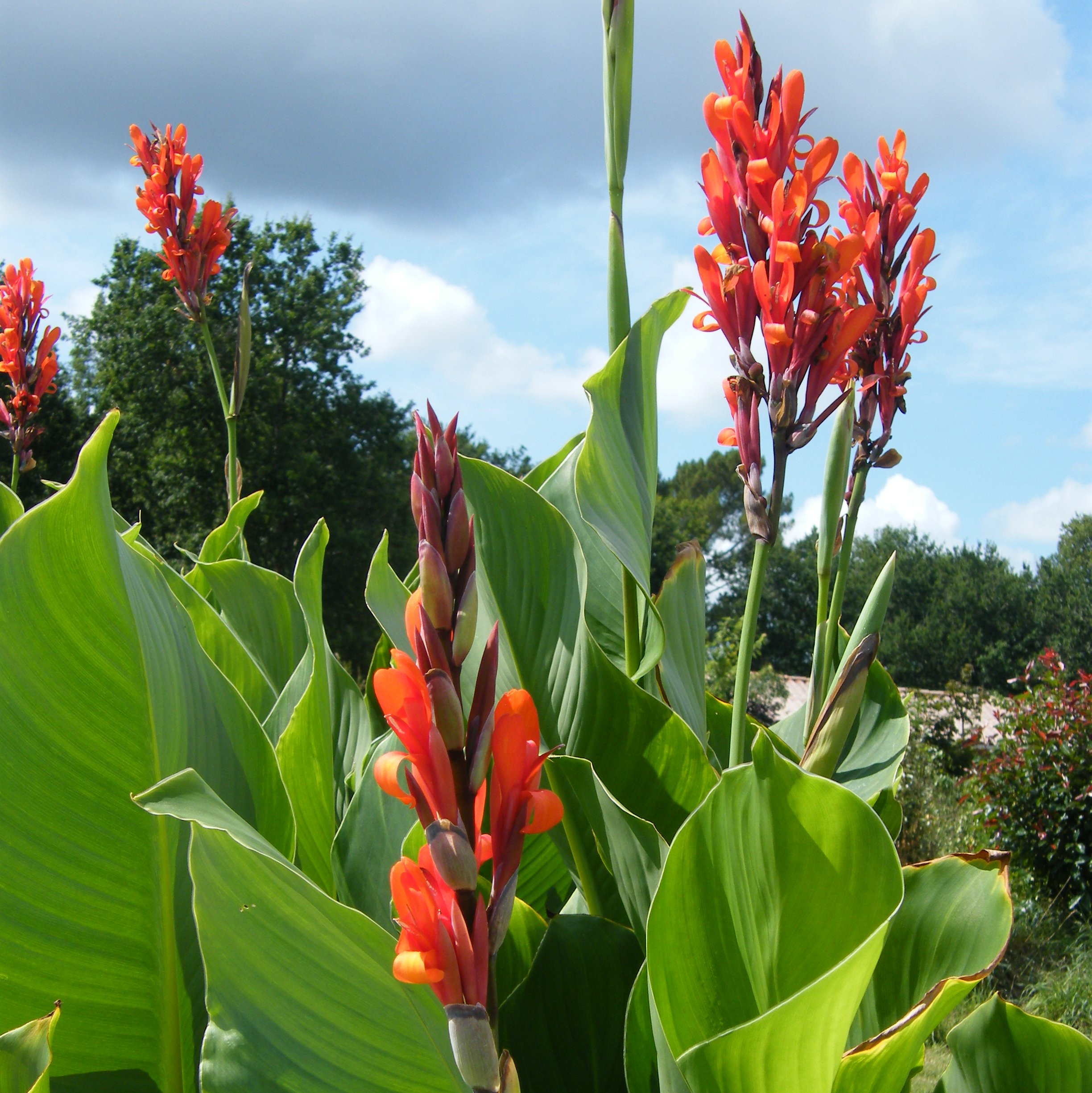 Canna Marabout Vivaces Pepiniere de l Airial