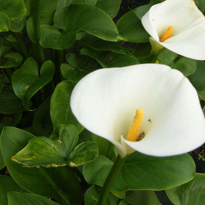 Arum Vivaces Pepiniere de l Airial