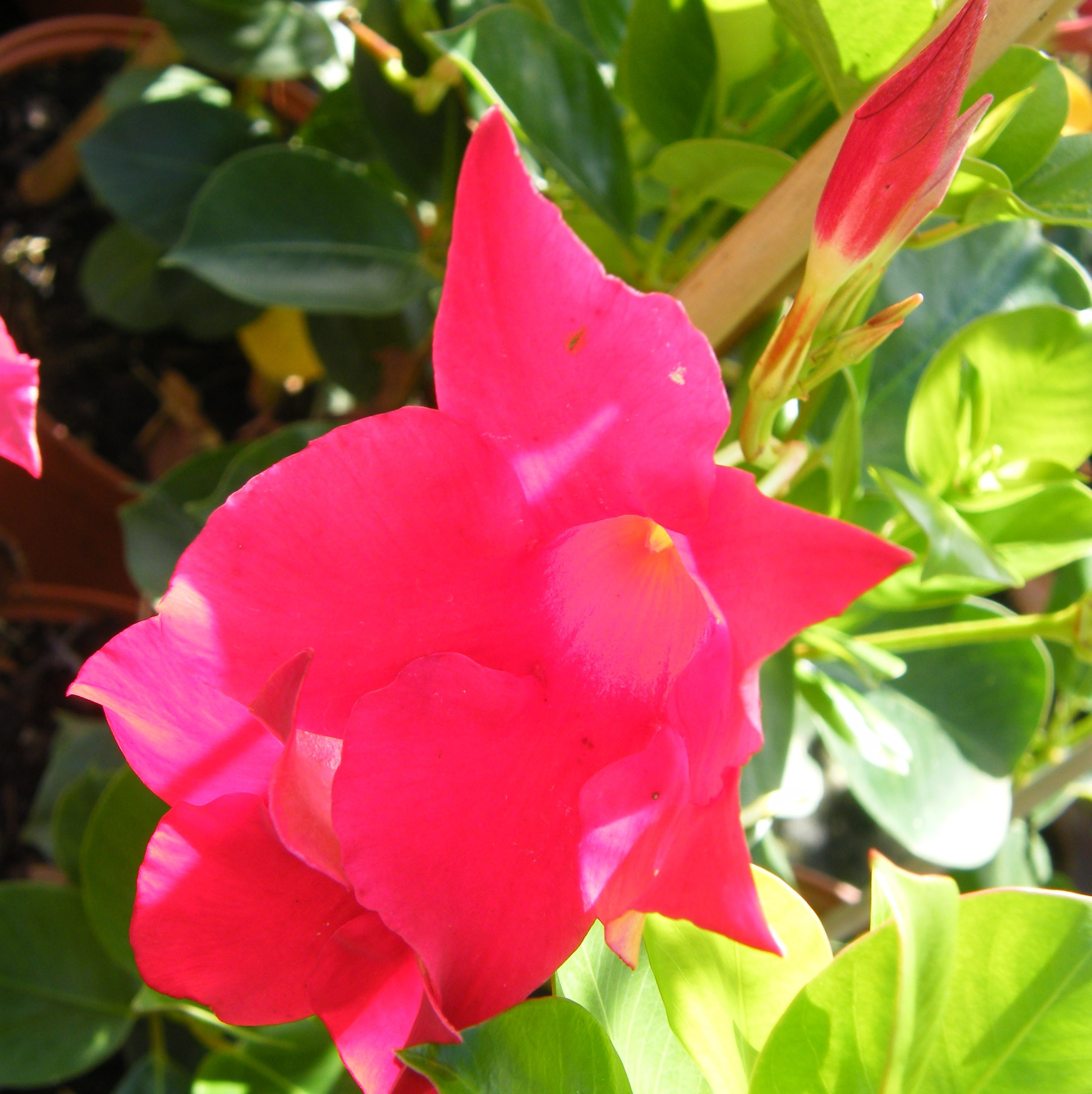 Dipladenia Vivaces Pepiniere de l Airial