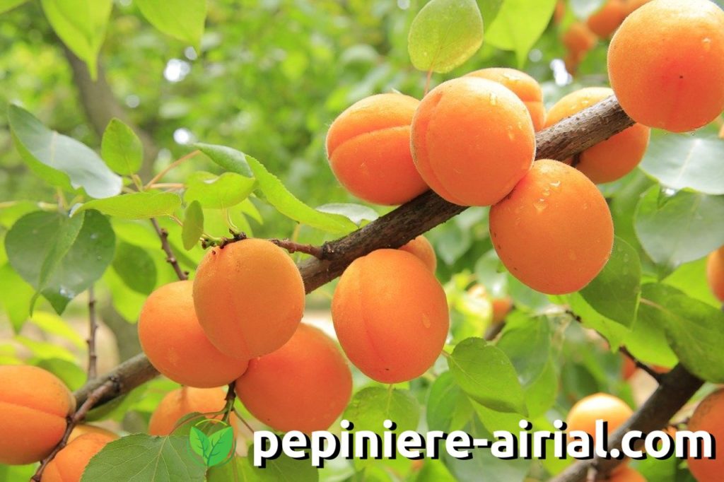 Abricotier - Prunus armeniaca