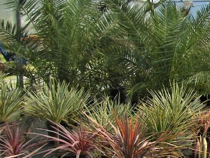 Palmiers et plantes méditerranéennes