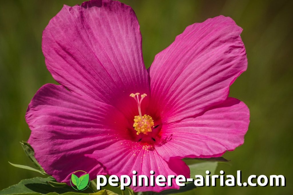 Ketmie des marais - Hibiscus moscheutos