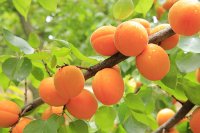 Abricotier – Prunus armeniaca