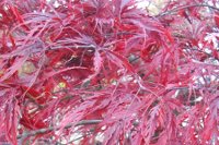 Érable du japon - Acer palmatum
